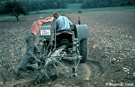 Kartoffelernte mit Traktor, 1950er-Jahre