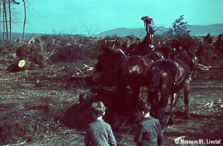 Waldarbeit mit Pferden, 1952