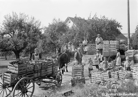 Gemüsebauaktion, ca. 1942